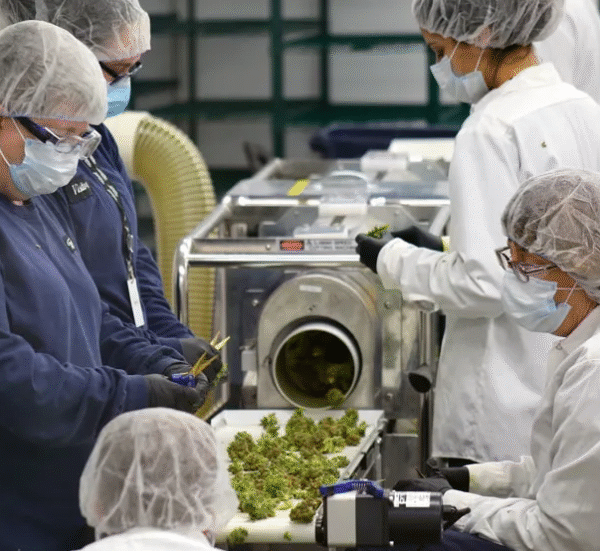 The Green Revolution in Dispensary Cannabis