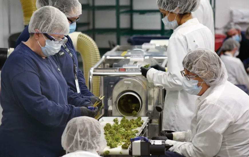 The Green Revolution in Dispensary Cannabis