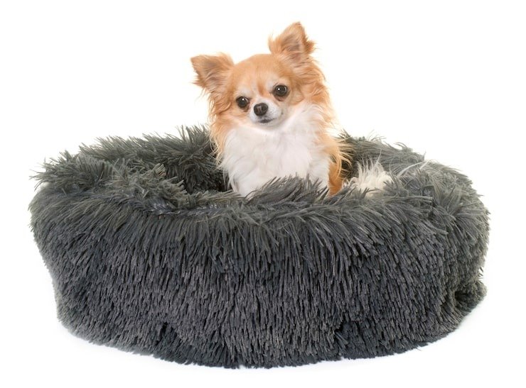 The Comfort Your Dog Deserves With a Cosy Calming Dog Bed