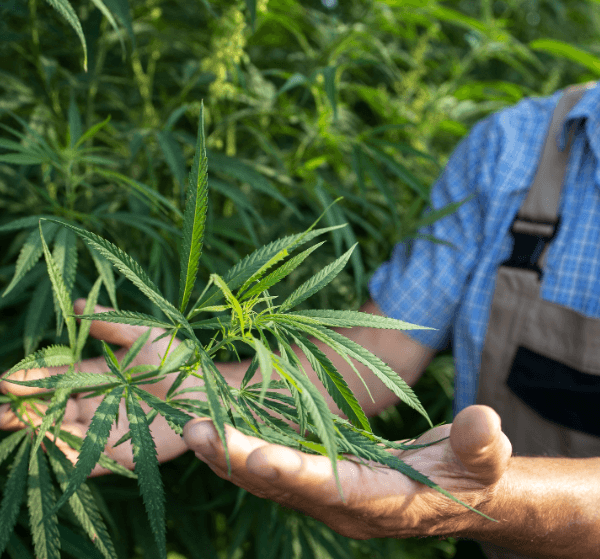 Natural Wellness at Home: Cultivating Plants with&hellip;